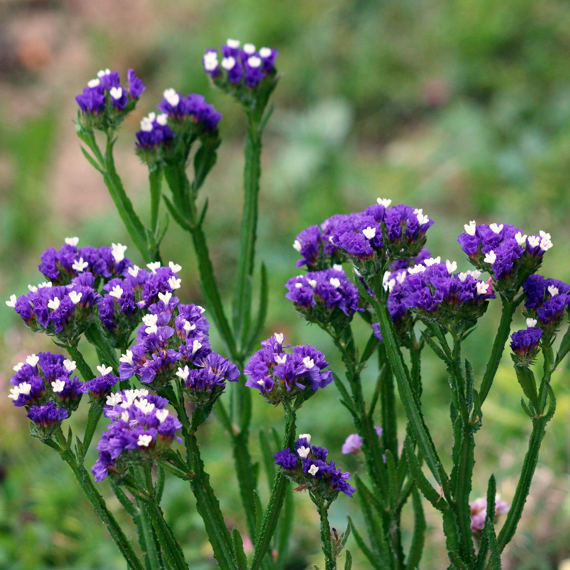 Purple Attraction Statice Limonium sinuatum Seeds for Planting - Great for Flower Bed & Urban Garden