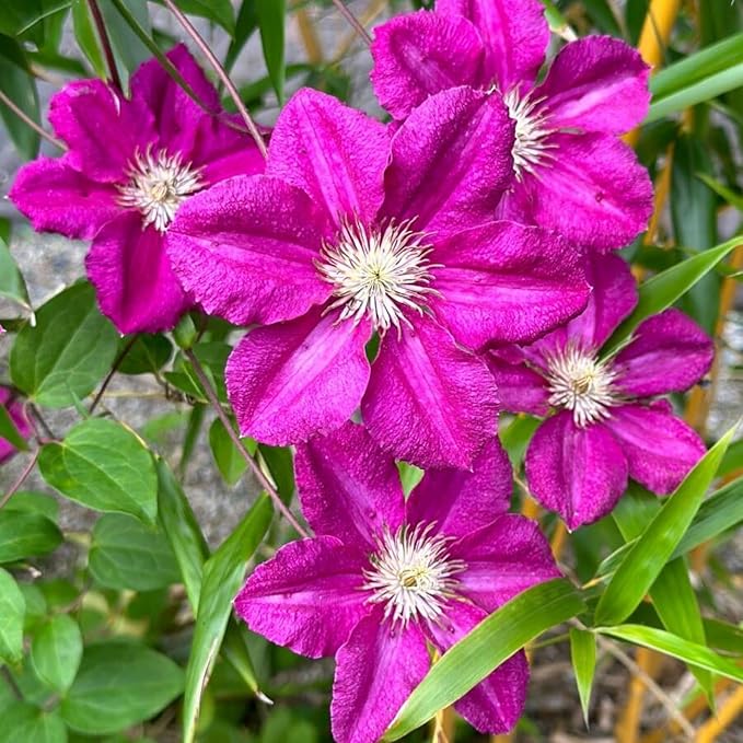 Clematis Clematis spp. Flower Seeds for Planting in Flower Bed & Garden
