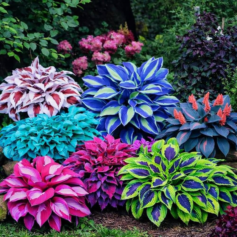 Hosta Mix Flower Planting Seeds for Lush Garden Design - Perennial Seed Collection - Evergrowseeds