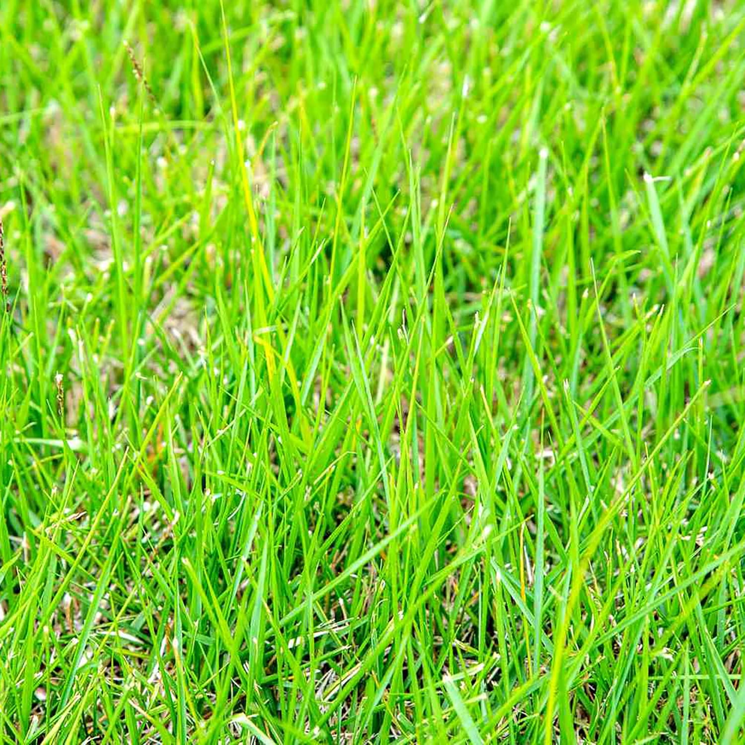 Zoysia Grass Warm-Season Dense Carpet-Like Growth Fine Texture And Overall Durability For Lawns