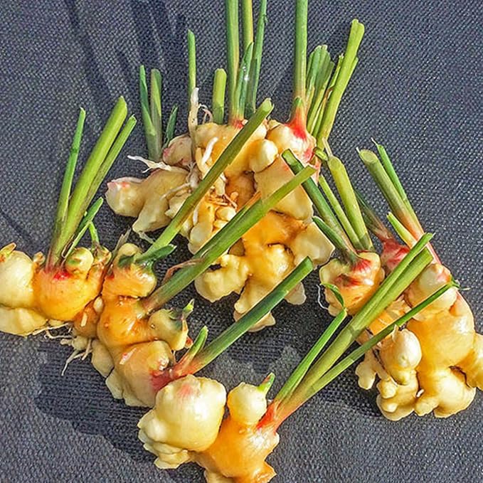 Spicy Ginger Root Vegetable Seeds For Planting Seeds