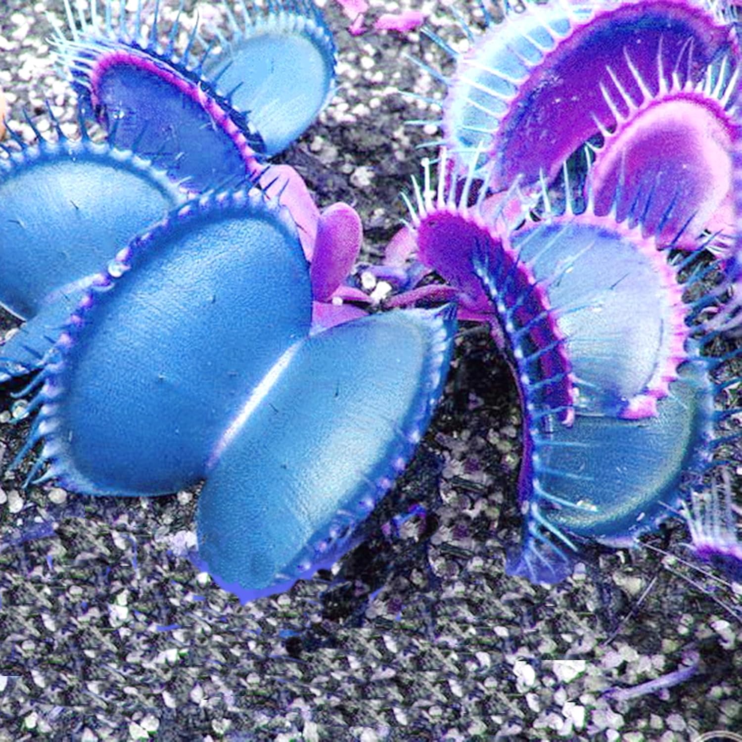 Blue Venus Flytrap Seeds Dionaea Muscipula Heat Tolerant Gmo Free Container Potted Outdoor Pond
