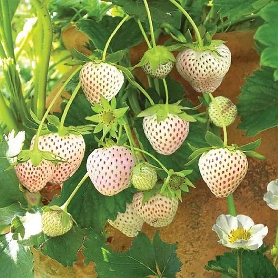 White Strawberry Planting for Edible Landscapes  Seed for Fresh Garden Treats