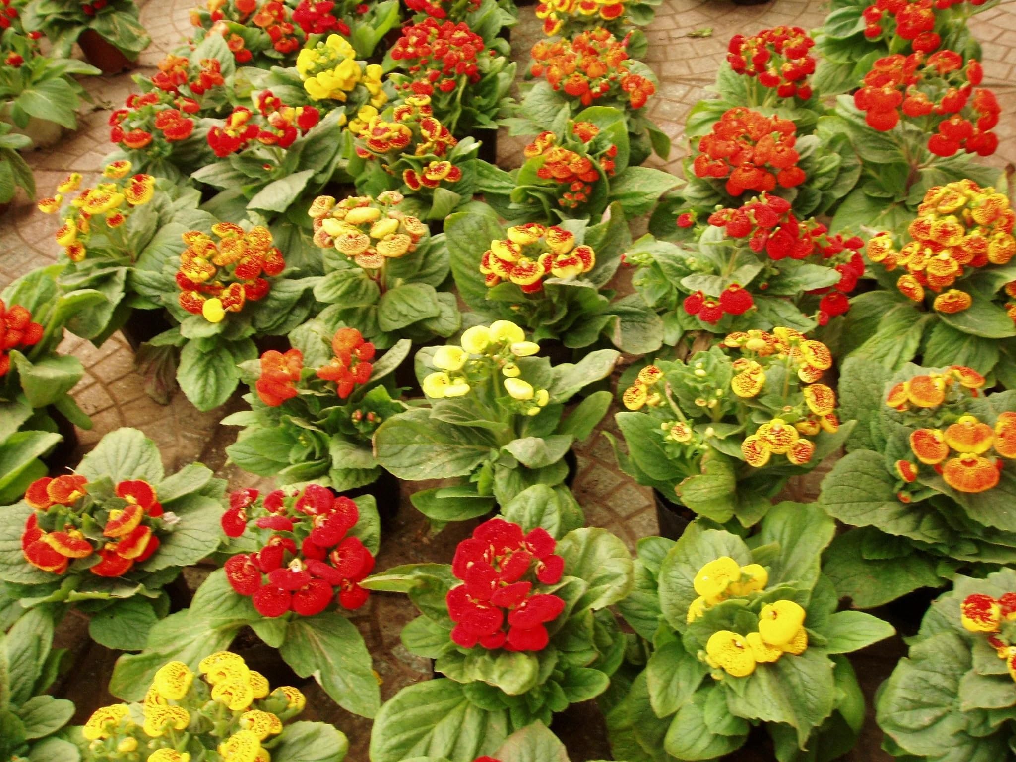 Mixed Calceolaria Flower seeds for Planting - Hardy Variety, Heirloom & GMO Free Seeds for Home Garden