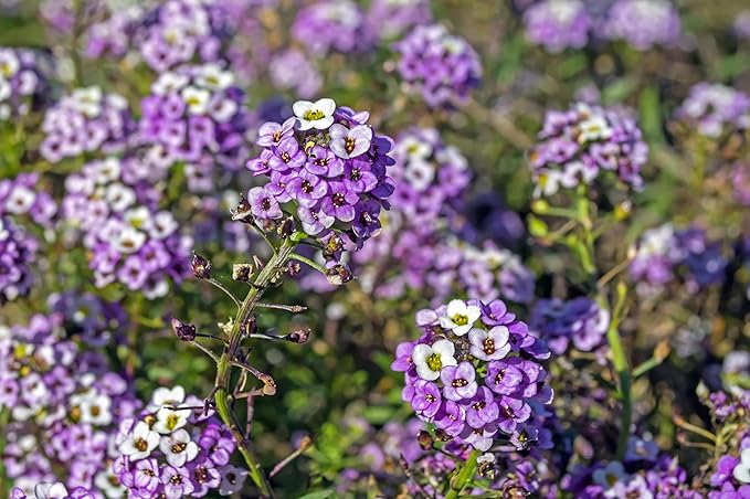 Alyssum Flower Lobularia maritima Seeds for Planting in Flower Bed & Urban Garden