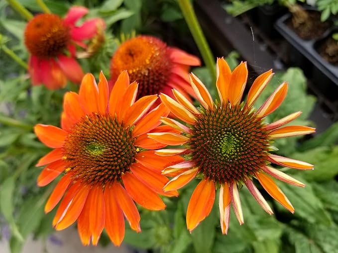 Echinacea Spirit Flower Seeds for Vibrant Purple Echinacea