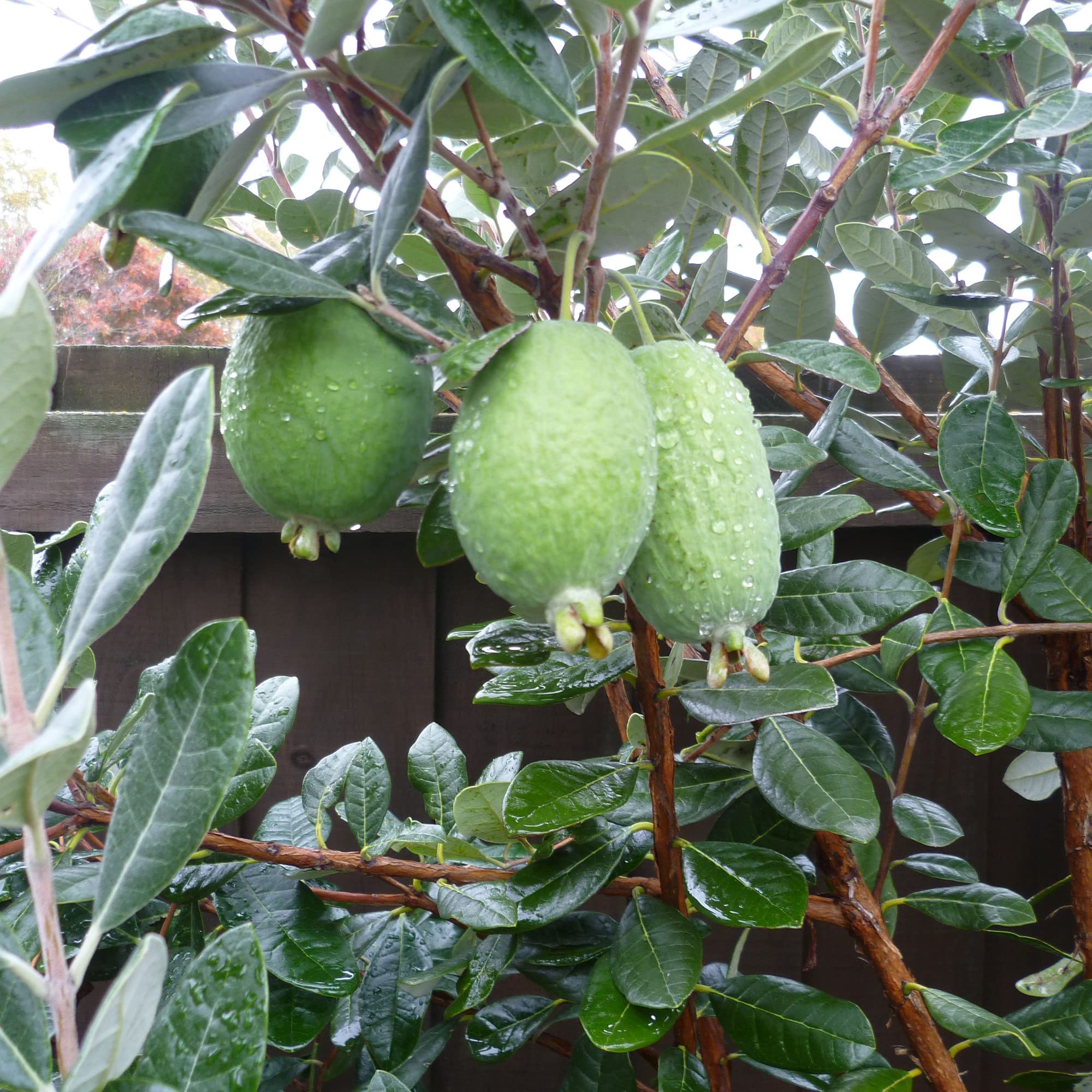Pineapple Guava Feijoa sellowiana Seeds for Planting in Edible Garden