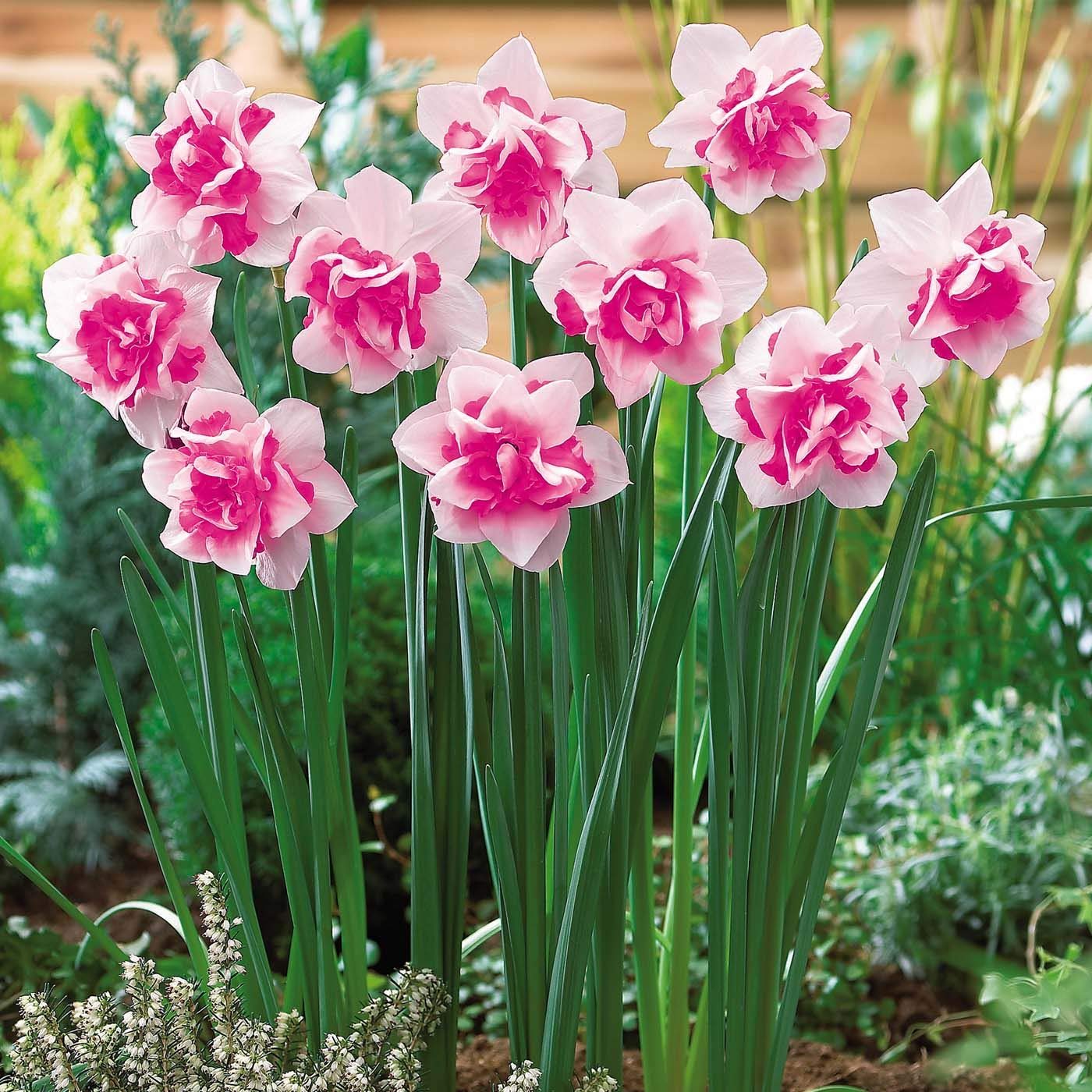 Pink Double Petals Daffodils Seeds for Planting Hardy Variety Heirloom & GMO Free Seeds for Home Garden
 
 Sale