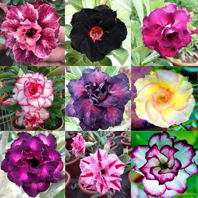 Adenium Obesum Desert Rose Doungdee B102 Garden Flower Seeds