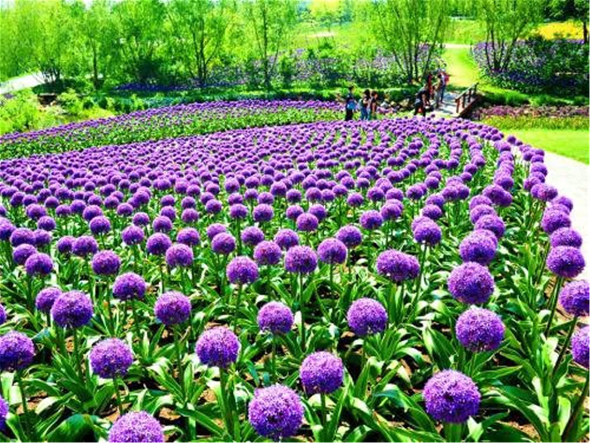 Purple Giant Allium Giganteum Rare Flower Seeds