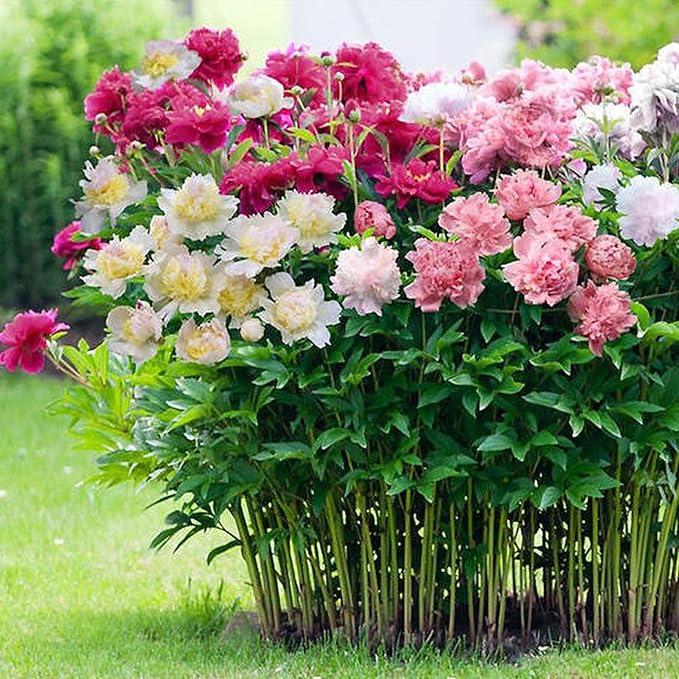 Double Flowering Peony Paeonia spp. Seeds for Planting in Flower Bed & Garden