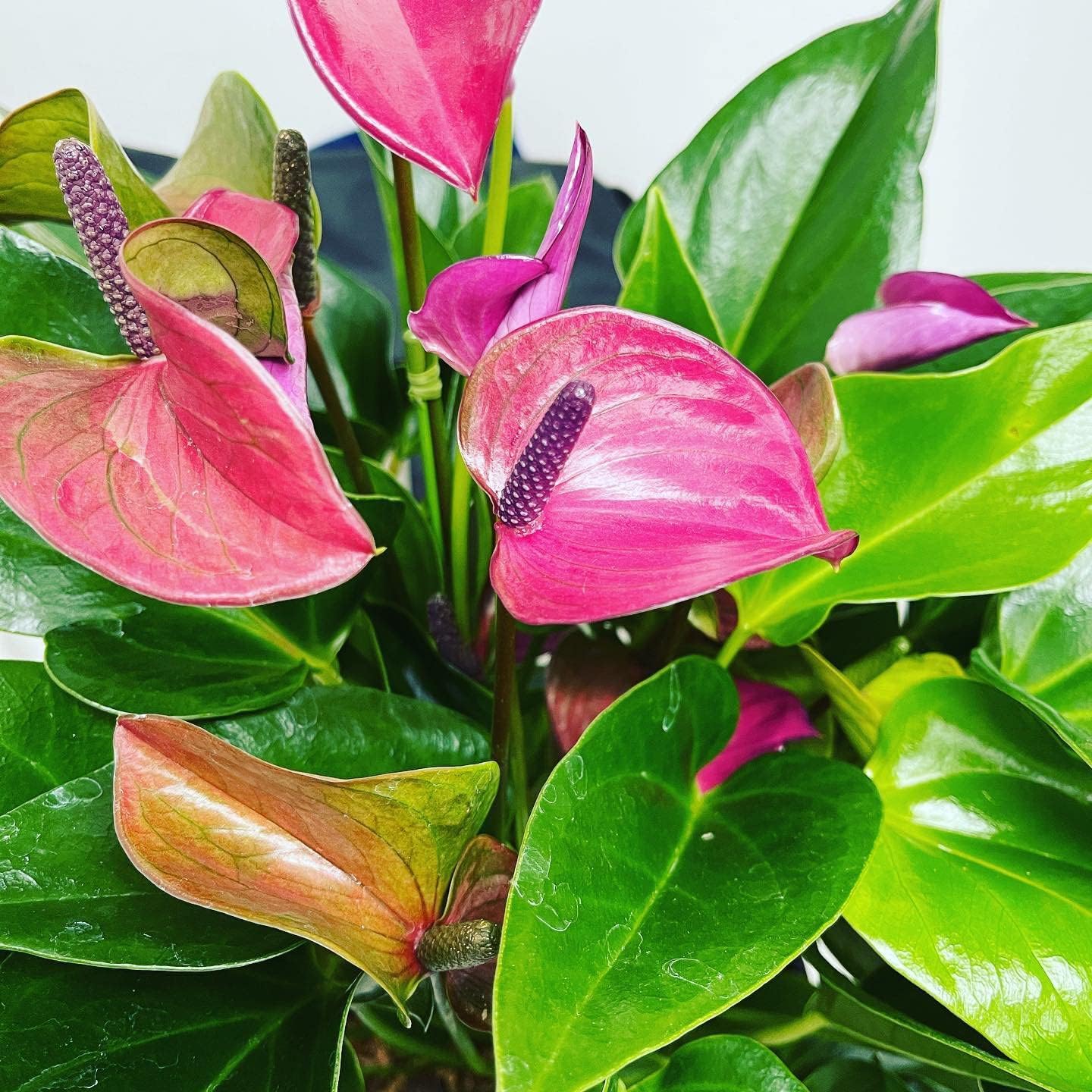 Mix Anthurium Flower seeds for Planting - Wildflower Mix, Heirloom & GMO Free Seeds for Home Garden