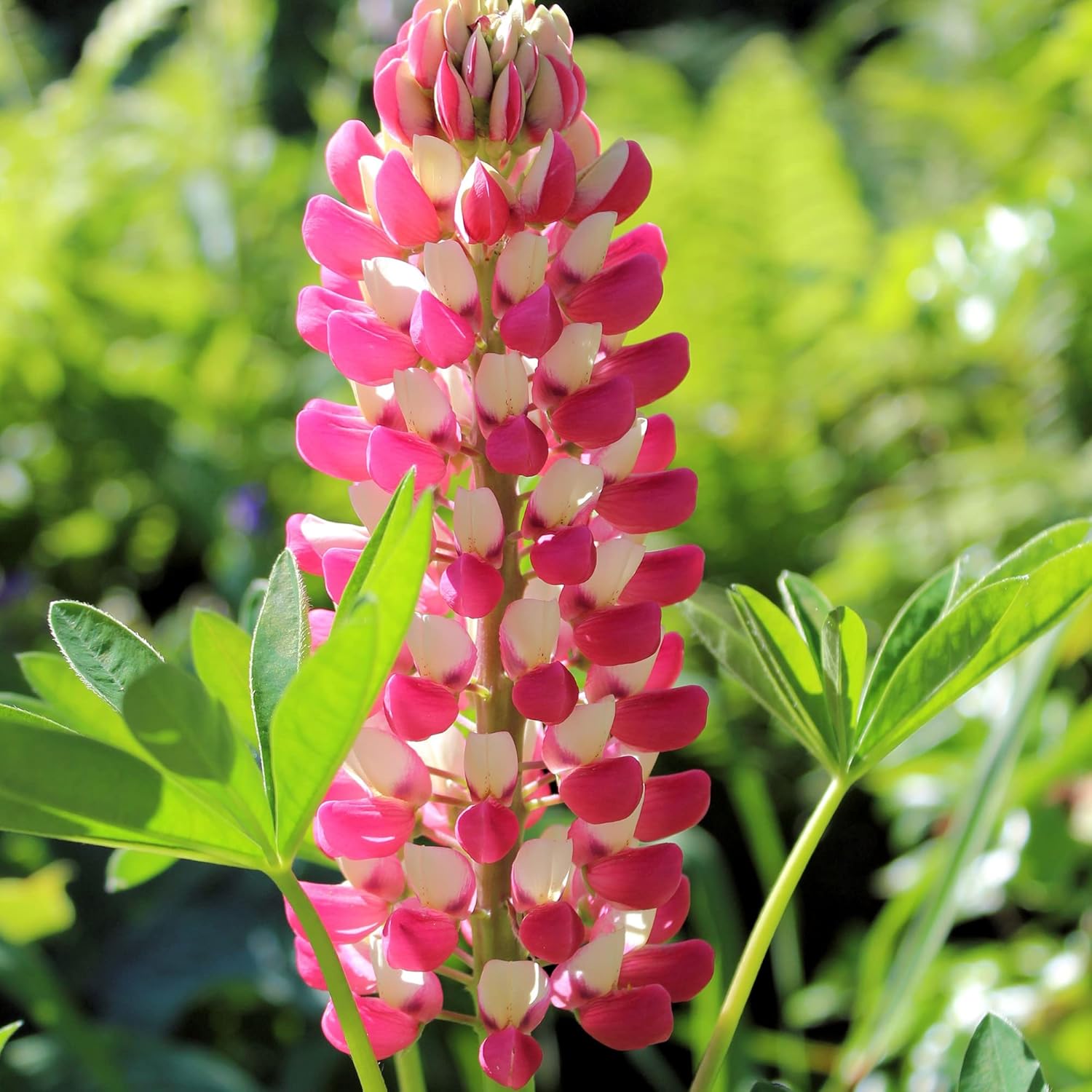 Red Texas Bluebonnets Seeds For Planting Drought Tolerant Low-Maintenance Wild Flower Striking