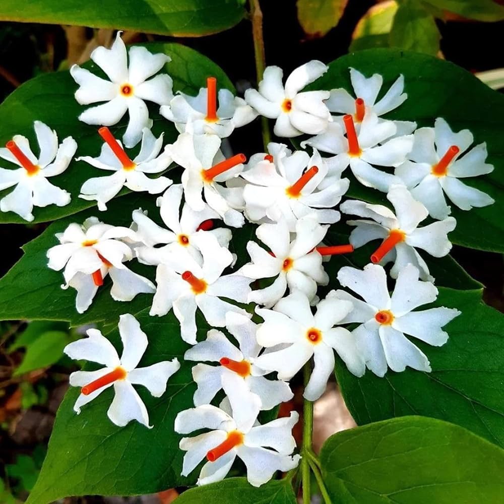 Harsingar Nyctanthes arbor-tristis for planting in home garden