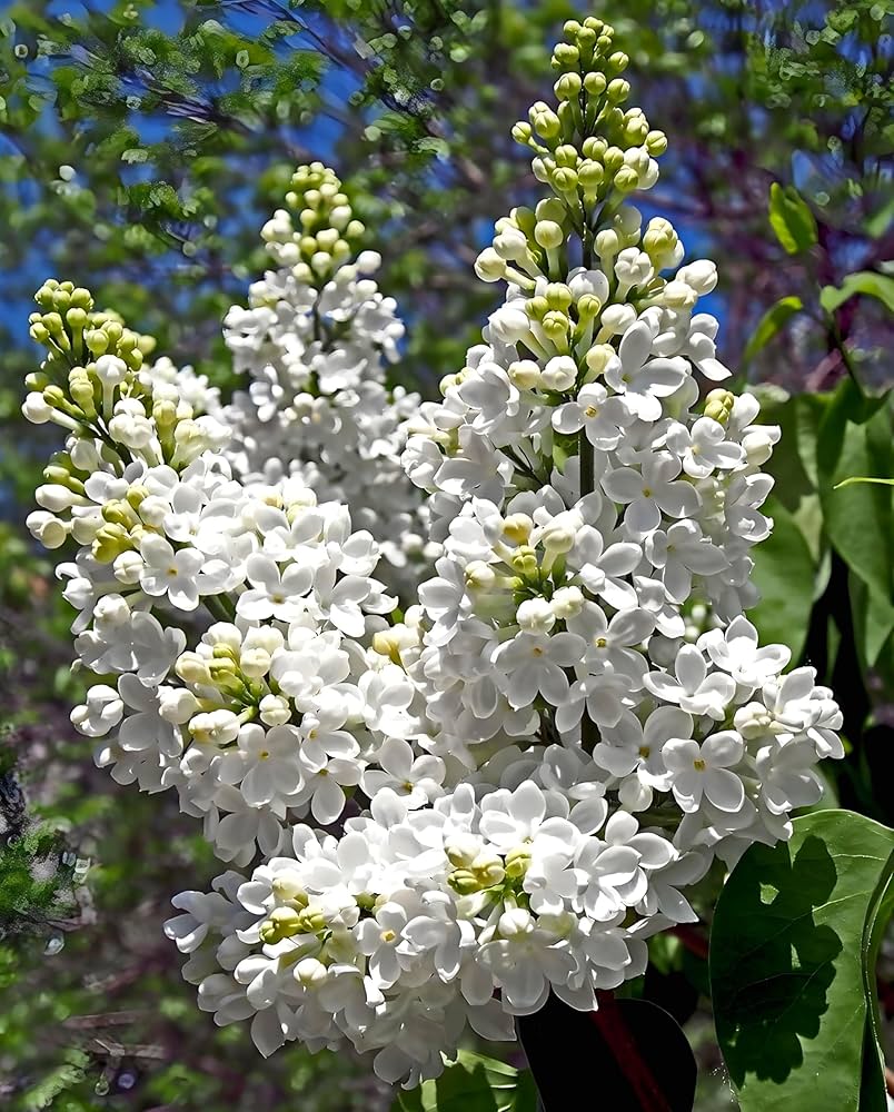 Japanese Lilac Seeds Syringa reticulata for Planting in Scent Garden and Flower Path