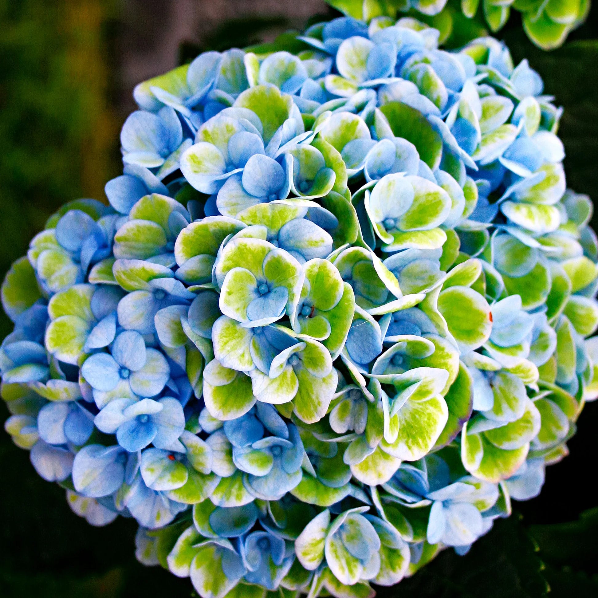 Green Blue Hydrangea Flower seeds for Planting - Sun Loving, Heirloom & GMO Free Seeds for Home Garden