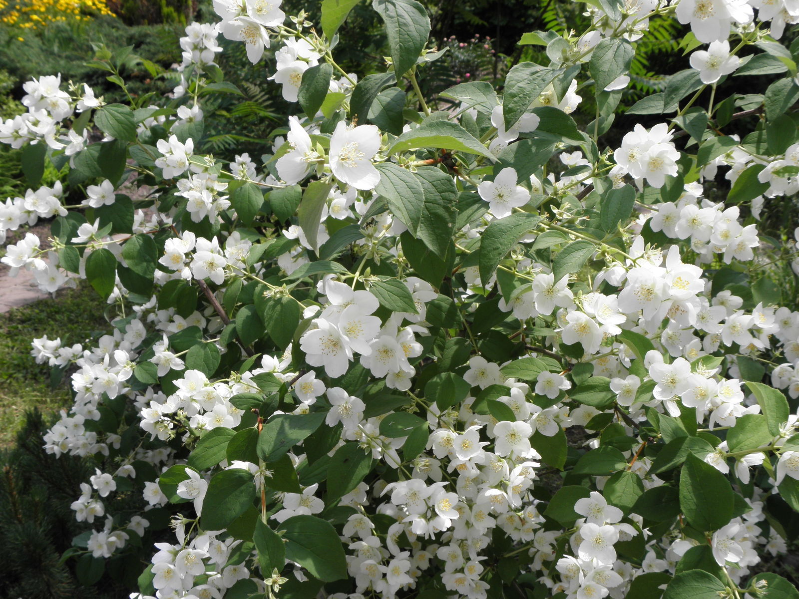 Philadelphus Coronarius Flower seeds for Planting - Compact Growth, Heirloom & GMO Free Seeds for Home Garden