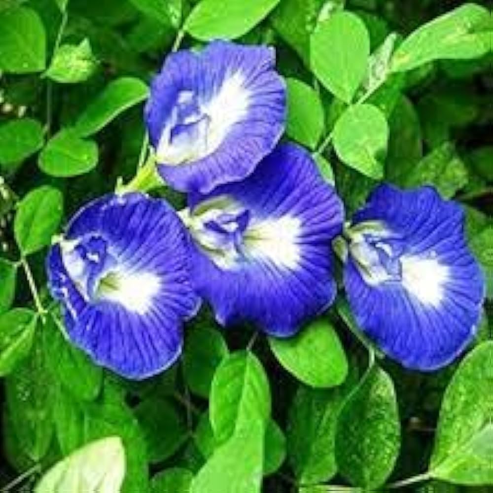Blue Mix Pelargonium Peltatum Flower Seeds for Planting Cut Flower Favorite Heirloom & GMO Free Seeds for Home Garden
 
 Sale