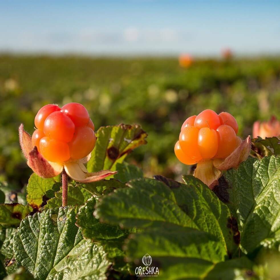 Cloudberry Planting Seeds - Cultivate Rare Garden Fruits