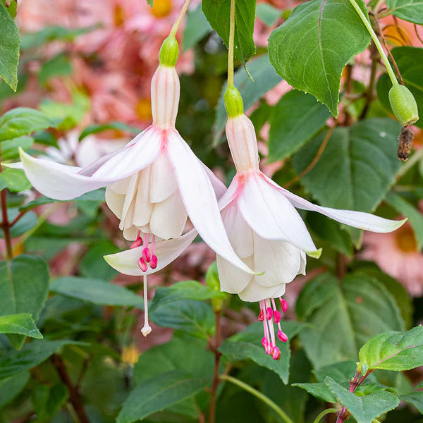 Fuchsias White Pink Flower seeds for Planting - Seasonal Bloomer, Heirloom & GMO Free Seeds for Home Garden