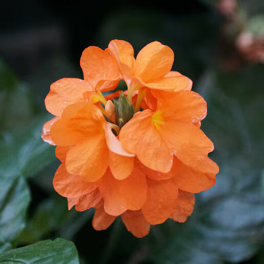 Orange Marmalade Flower seeds for Planting - Cut Flower Favorite, Heirloom & GMO Free Seeds for Home Garden