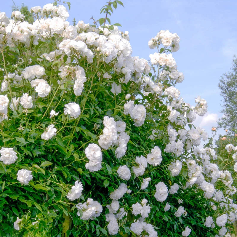 White Climbing Rose Flower Seeds for Planting Cottage Garden Essential Heirloom & GMO Free Seeds for Home Garden  Sale