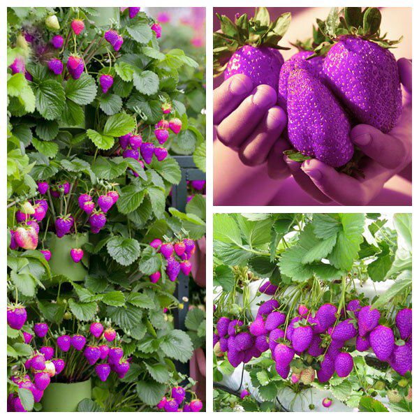 Purple Strawberry Seeds for Planting