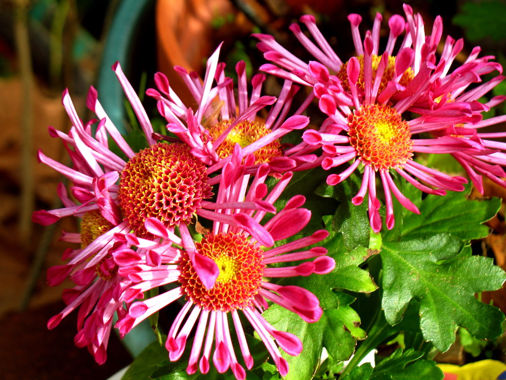 Pink Spoon Mum Flower seeds for Planting - Colorful Display, Heirloom & GMO Free Seeds for Home Garden