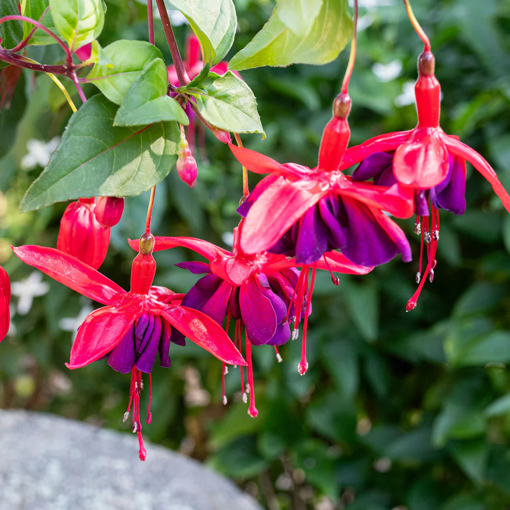 Purple Pink Fuchsia Flower Seeds for Planting Easy to Grow Heirloom & GMO Free Seeds for Home Garden
 
 Sale