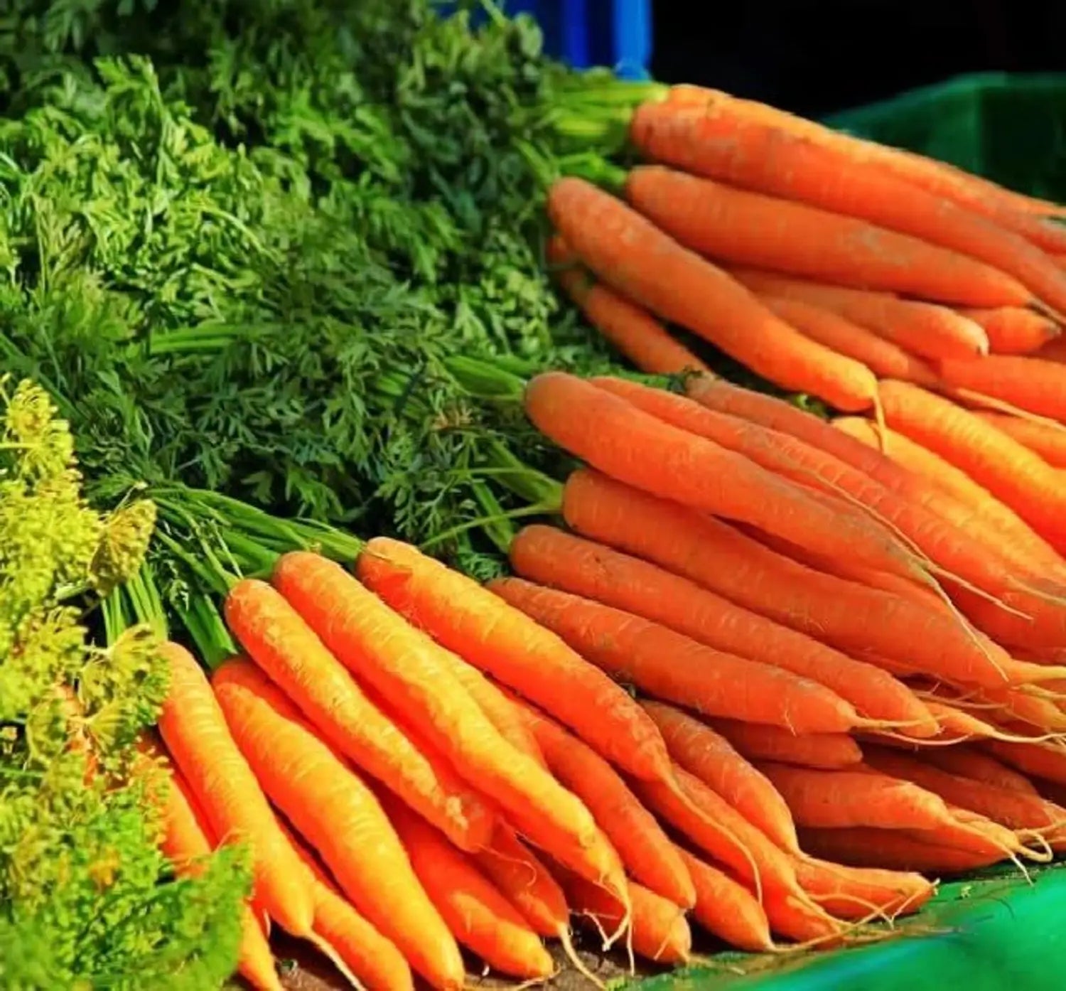 Red Cored Chantenay Carrot Seeds for Tender, Sweet Carrots