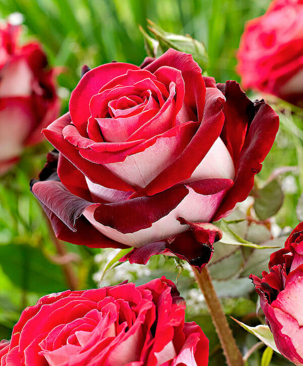 Mixed Osiria Rose Flower Seeds for Planting Cottage Garden Essential Heirloom & GMO Free Seeds for Home Garden
 
 Sale