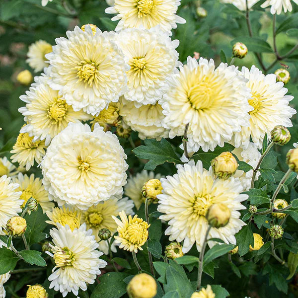 Yellow White Chrysanthemum Flower seeds for Planting - Hardy Variety, Heirloom & GMO Free Seeds for Home Garden