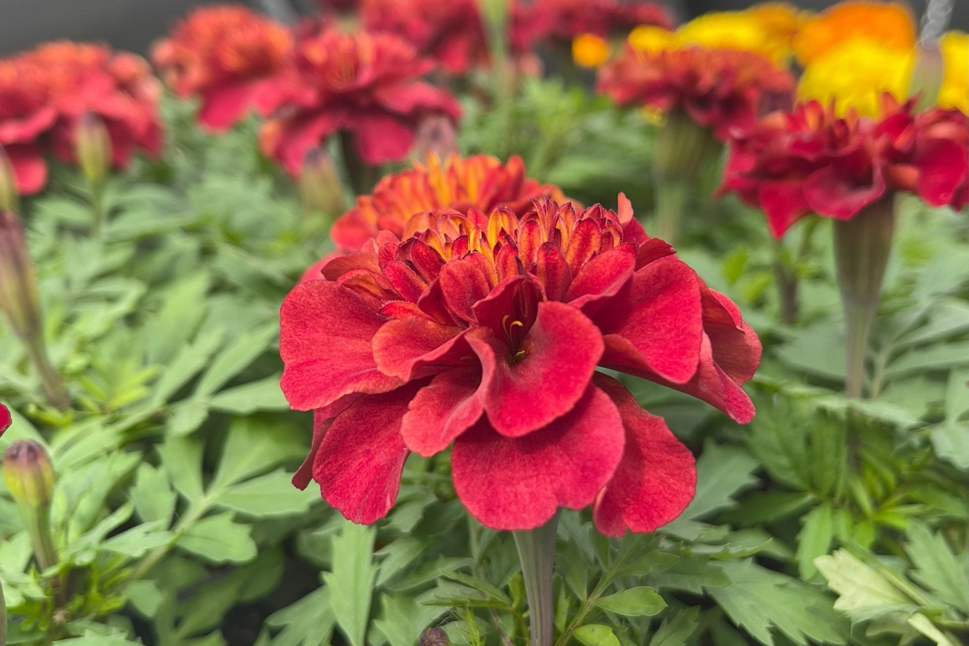 Meroon Tagetes Patula Flower Seeds for Planting - Vibrant Annual Marigolds for Your Garden