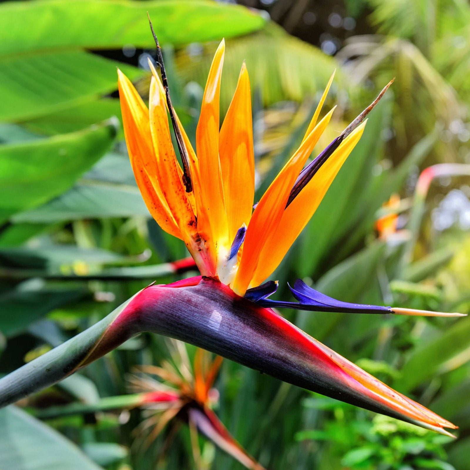 Green Strelitzia Reginae Seeds Flower seeds for Planting Wildflower Mix Heirloom & GMO Free Seeds for Home Garden
