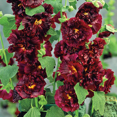 Dark Red Althaea Rosea Flower Seeds for Planting – Heirloom NonGMO Seeds for Your Garden Hardy Variety 
 
 Sale
