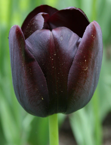 Black Tulip Flower Seeds for Planting Seasonal Bloomer Heirloom & GMO Free Seeds for Home Garden