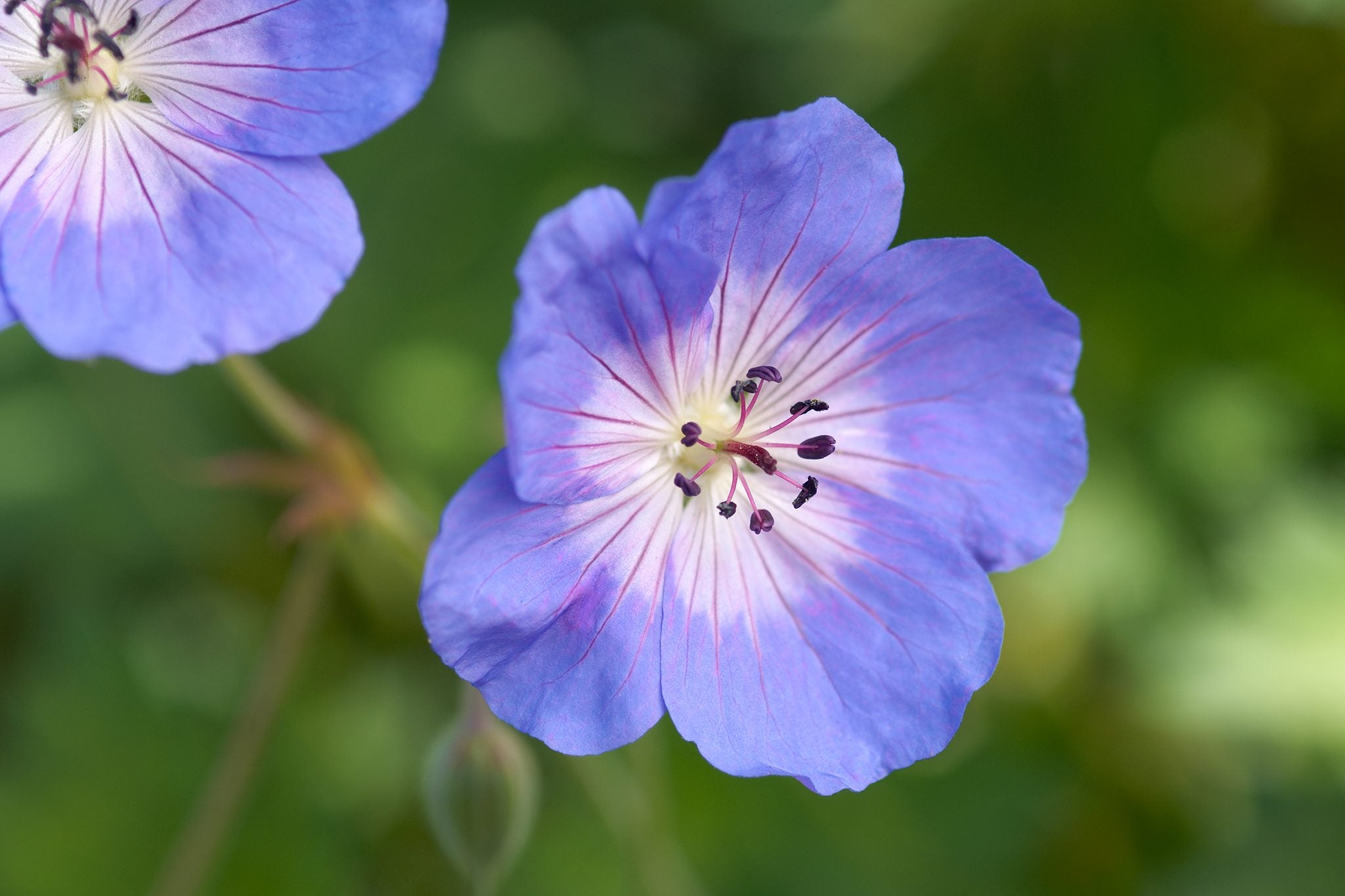 Geranium Rozanne Flower seeds for Planting - Cottage Garden Essential, Heirloom & GMO Free Seeds for Home Garden