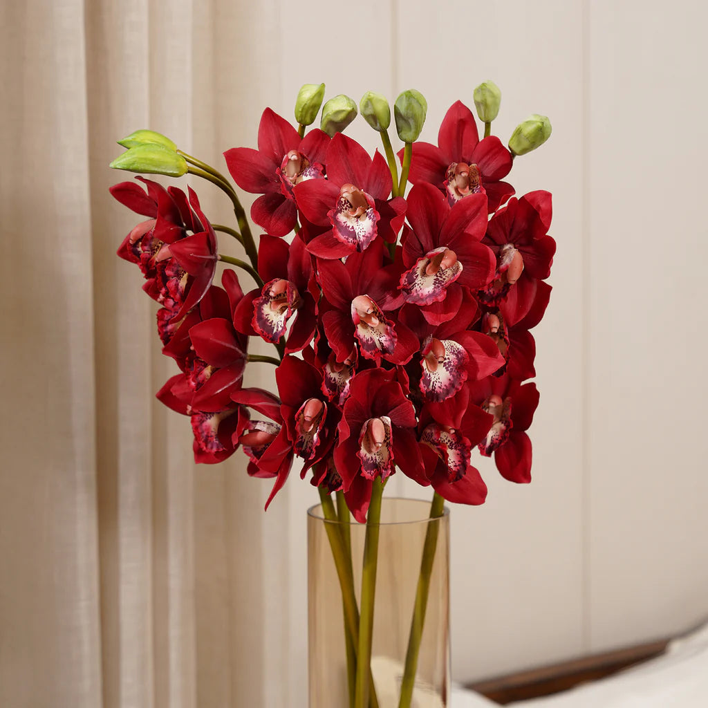 Red Phalaenopsis Flower Seeds for Planting Bright Blooms Heirloom & GMO Free Seeds for Home Garden
 
 Sale