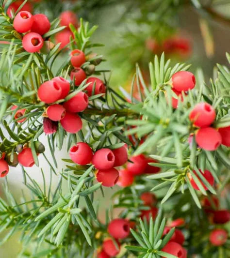 Taxus Baccata Planting Seeds for Thriving Yew Growth in Your Garden  Seed for Lush Foliage and Timeless Elegance