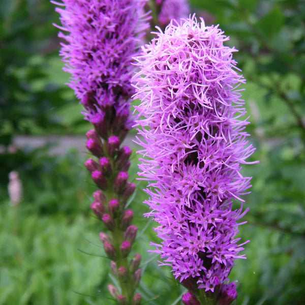 Purple Liatris Spicata Flower seeds for Planting - Low Maintenance, Heirloom & GMO Free Seeds for Home Garden