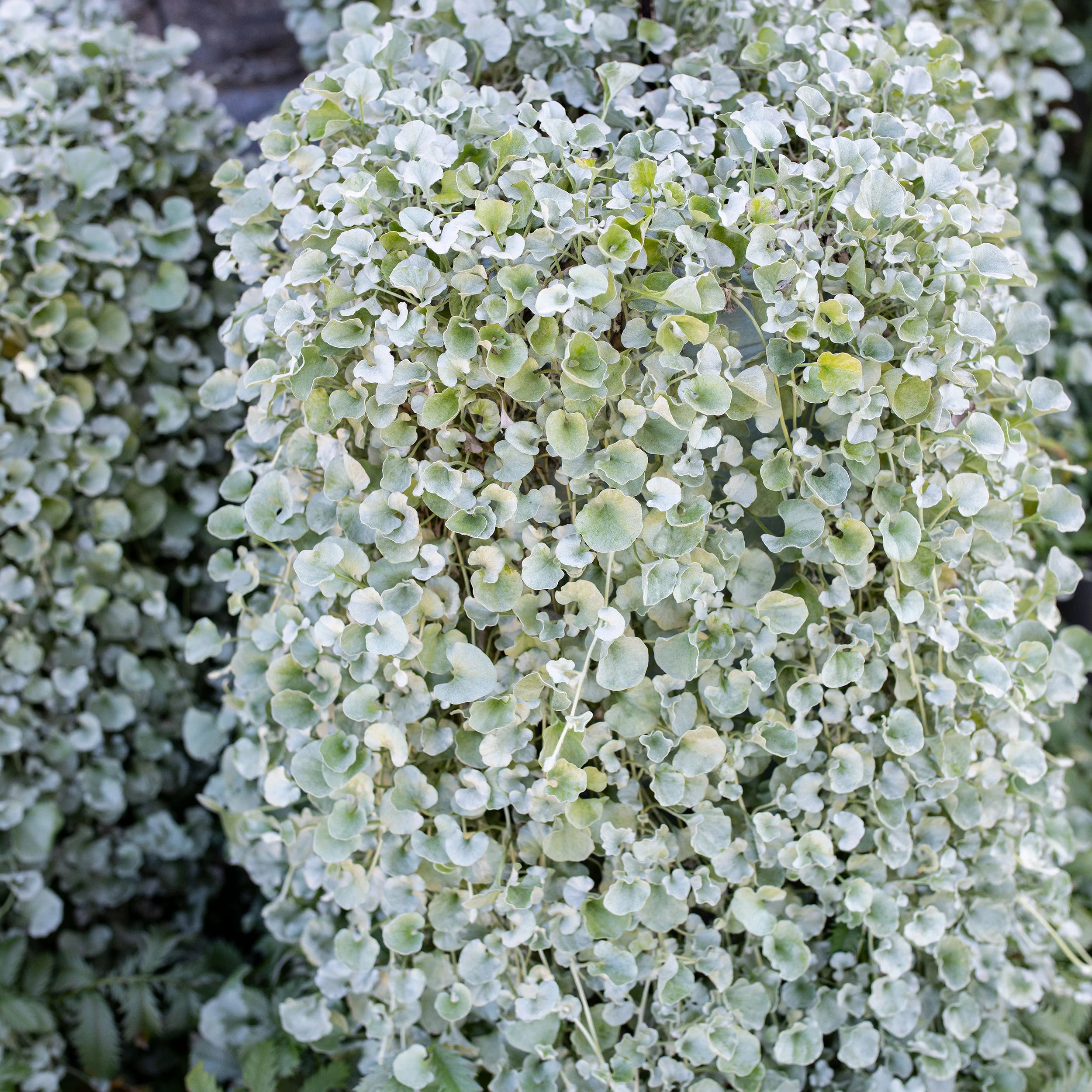 Heirloom Dichondra Flower seeds for Planting Vibrant Colors Heirloom & GMO Free Seeds for Home Garden