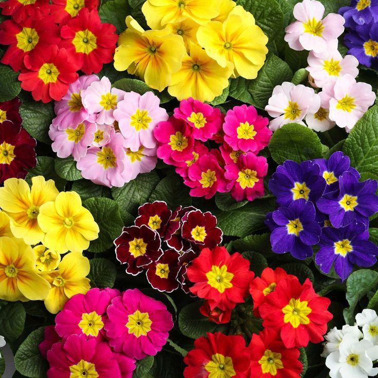 Spring