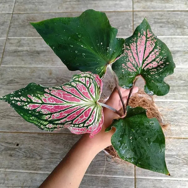 Green Thailand Caladium Flower Seeds for Planting Shade Tolerant Heirloom & GMO Free Seeds for Home Garden
 
 Sale