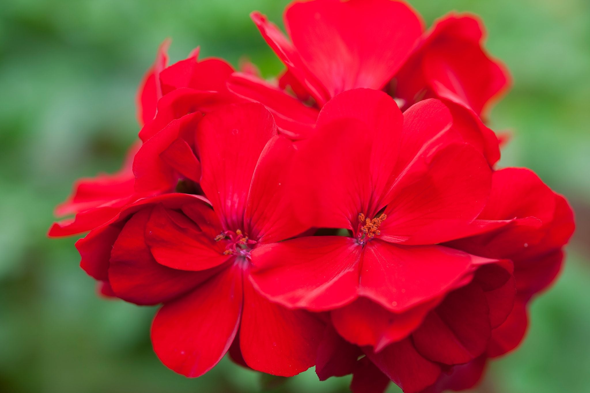 Dark Red Pelargonium Flower seeds for Planting - Garden Favorite, Heirloom & GMO Free Seeds for Home Garden