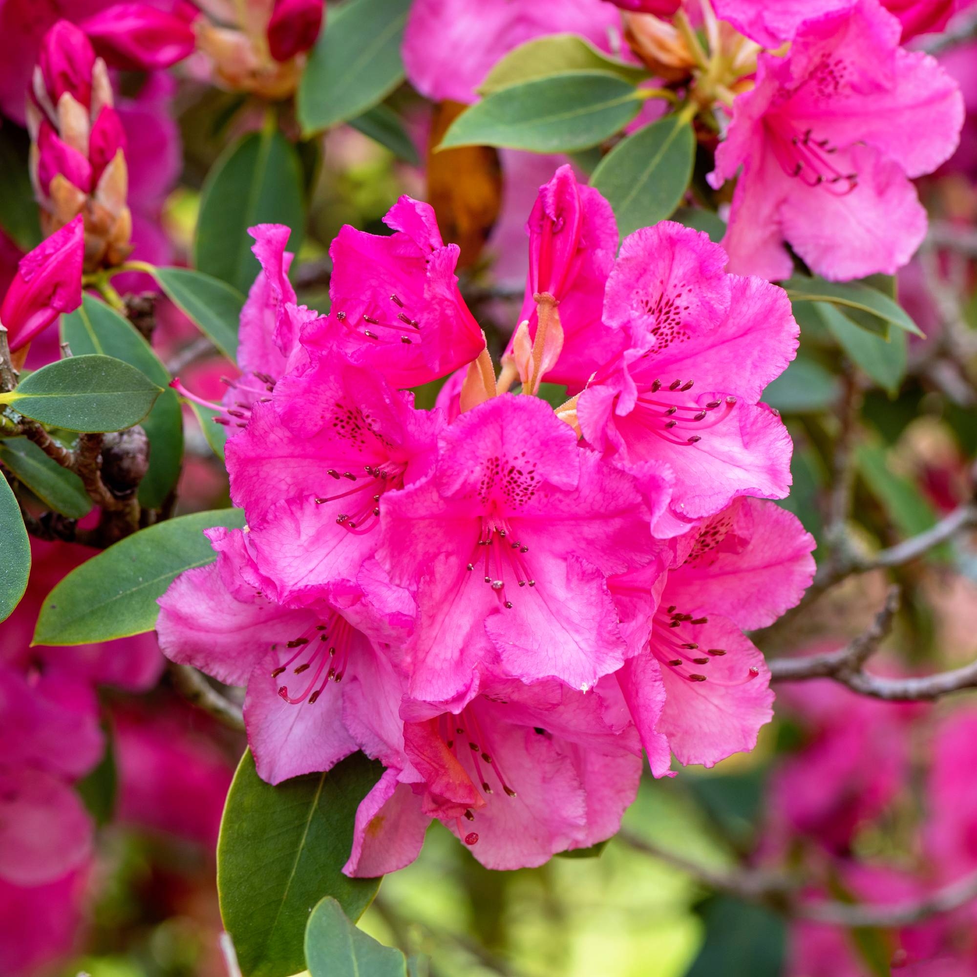 Pink Lantana Flower Planting Seeds - Brighten Your Garden with Vibrant Blooms - Evergrowseeds