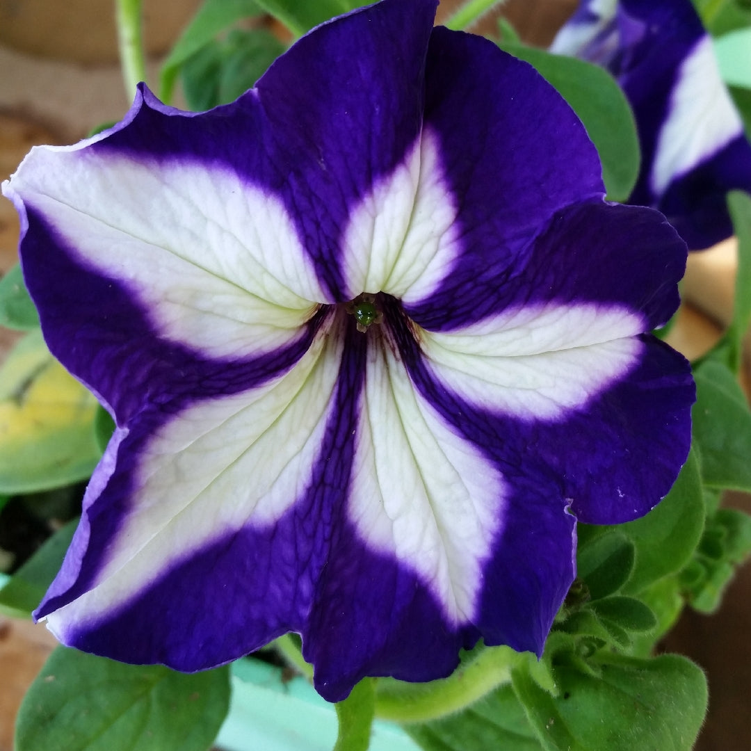 Blue & White Petunia Flower seeds for Planting - Premium Quality, Heirloom & GMO Free Seeds for Home Garden