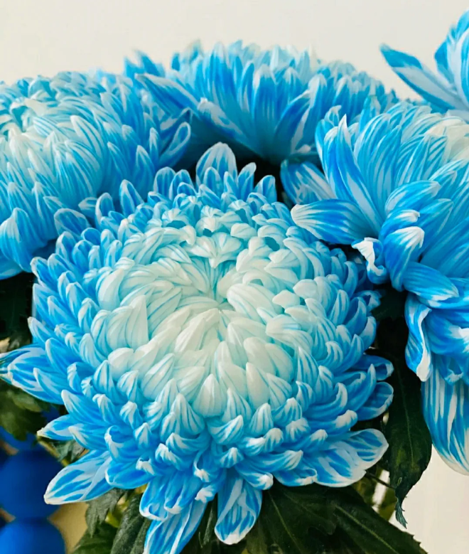 Chrysanthemum Blue White Flower seeds for Planting - Low Maintenance, Heirloom & GMO Free Seeds for Home Garden