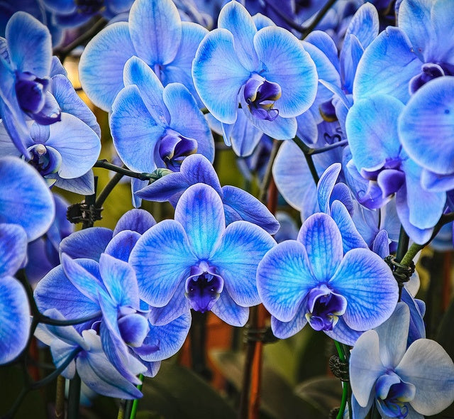 Sky Blue Butterfly Orchid Flower seeds for Planting - Premium Quality, Heirloom & GMO Free Seeds for Home Garden