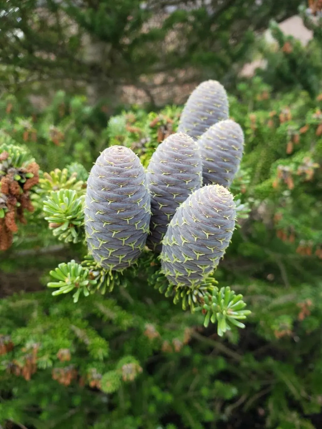 Blue Abies Veitchii Flower seeds for Planting - Garden Favorite, Heirloom & GMO Free Seeds for Home Garden