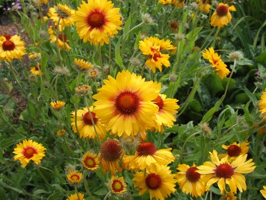 Yellow Gaillardia Flower seeds for Planting - Garden Favorite, Heirloom & GMO Free Seeds for Home Garden